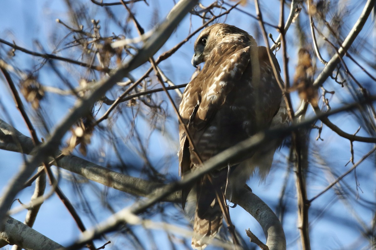 Red-tailed Hawk - ML646544143