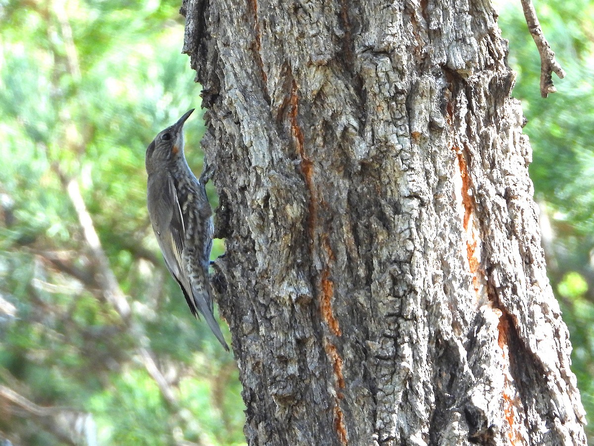 White-throated Treecreeper - ML646544144