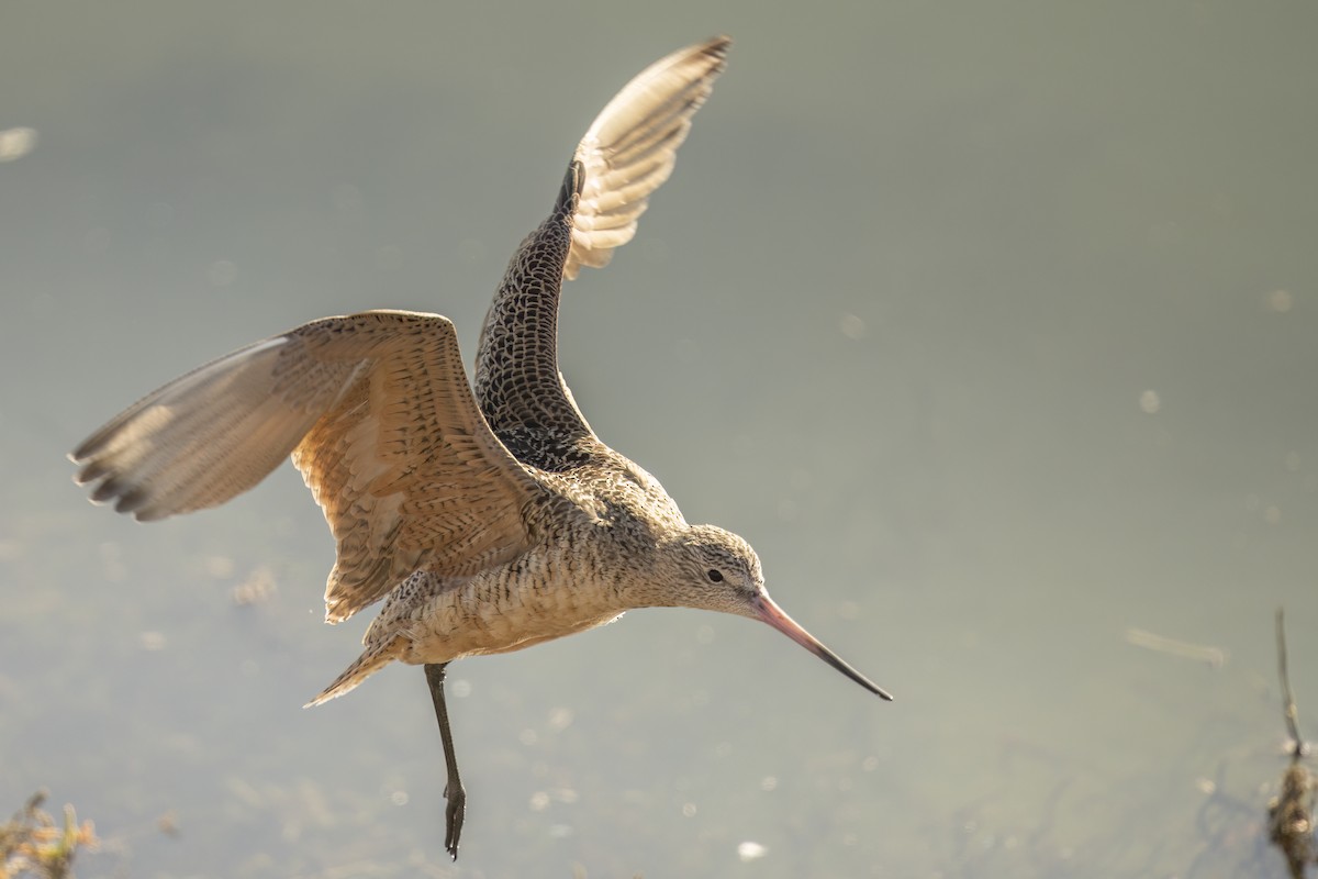 Marbled Godwit - ML646544145