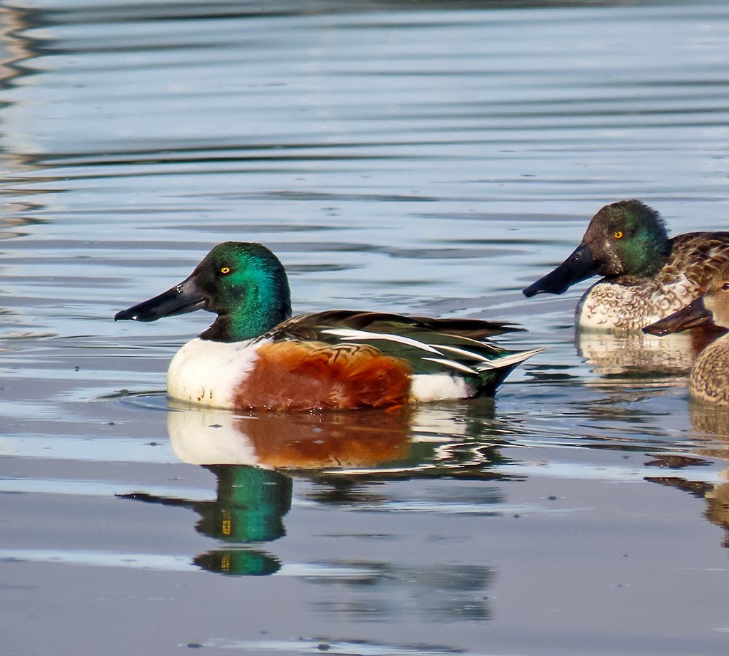 Northern Shoveler - ML646544146