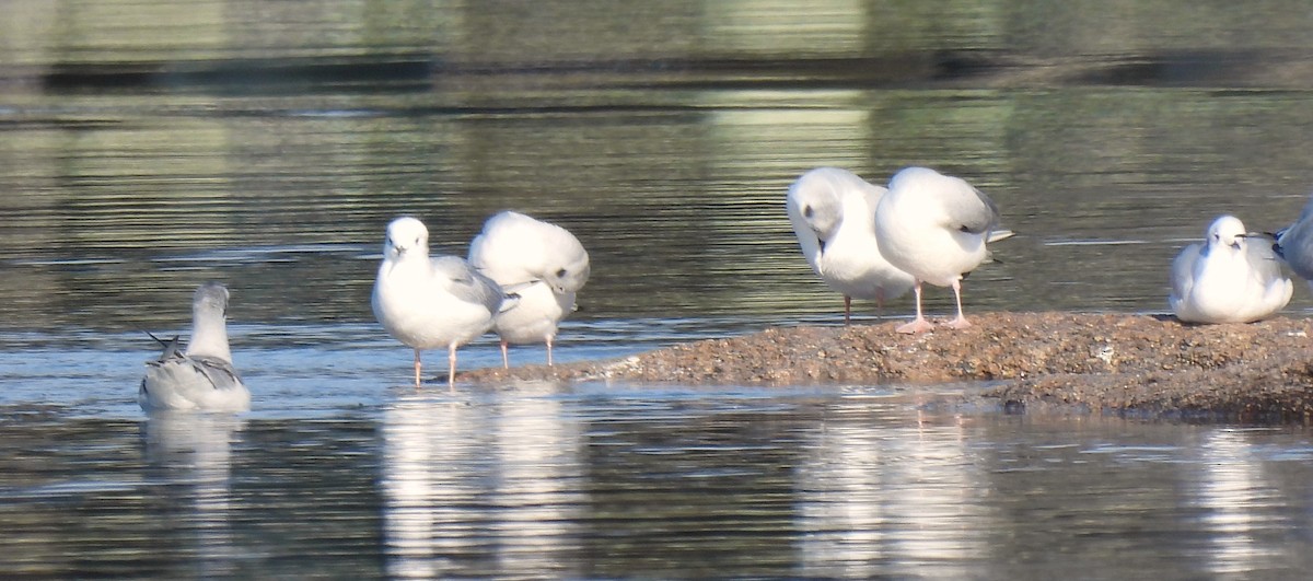 Bonaparte's Gull - ML646544147