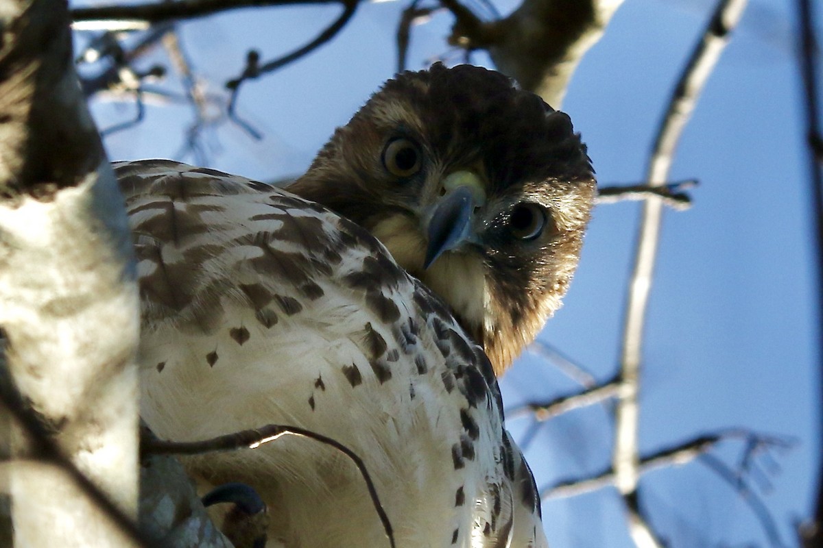 Red-tailed Hawk - ML646544157