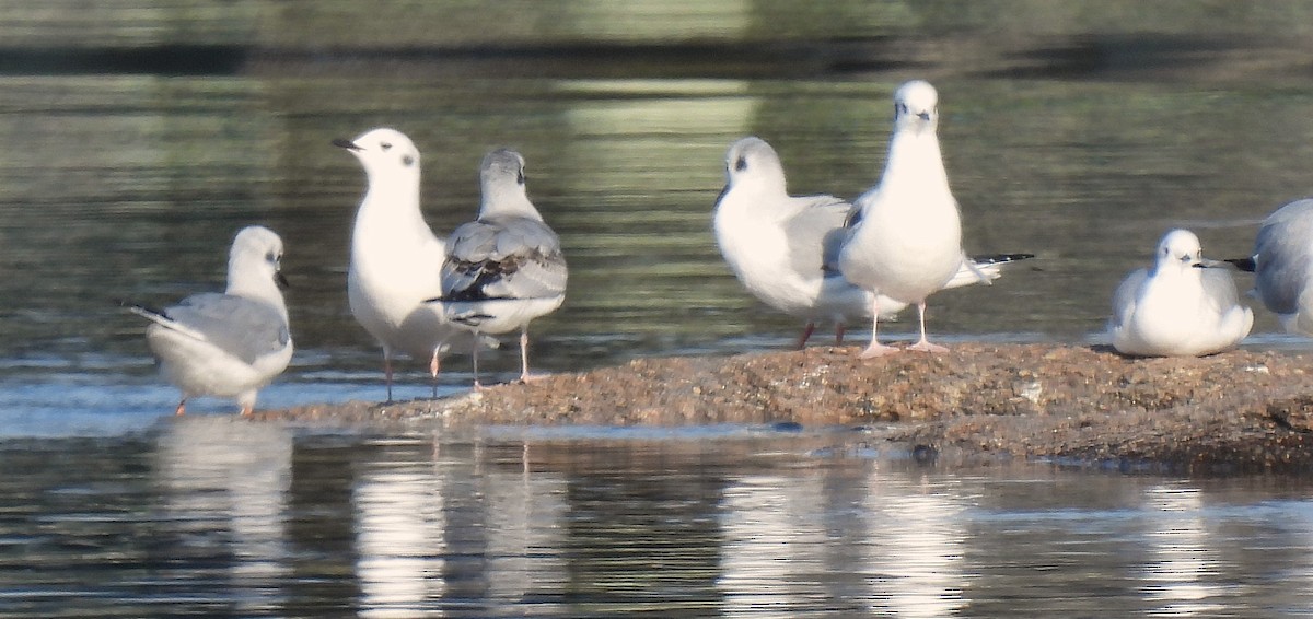 Bonaparte's Gull - ML646544158
