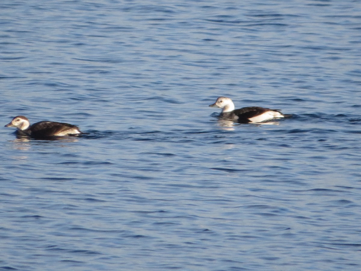 Long-tailed Duck - ML646544159