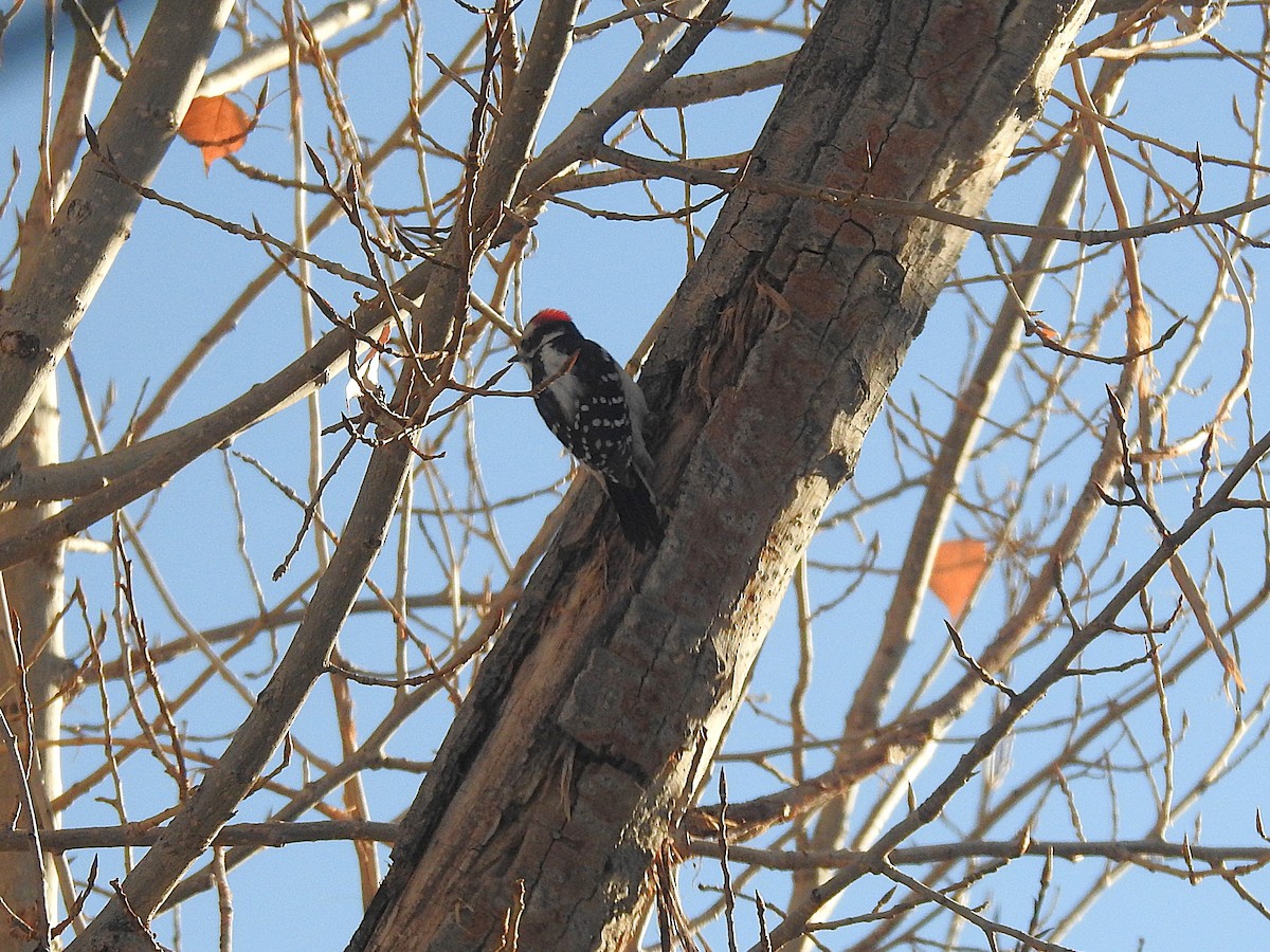 Downy Woodpecker - ML646544161