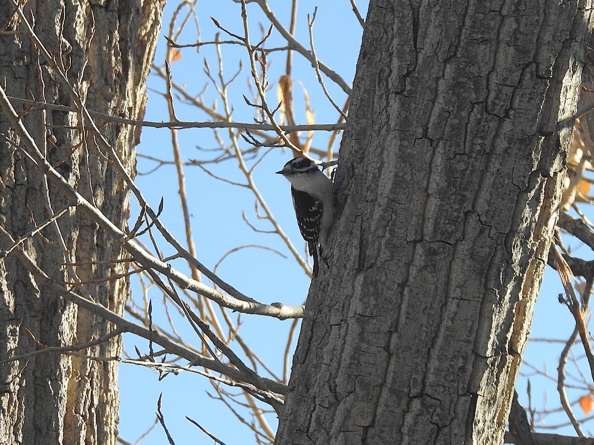 Downy Woodpecker - ML646544162