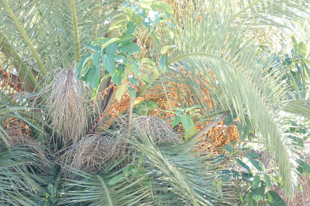 White-eyed Parakeet - ML646544163