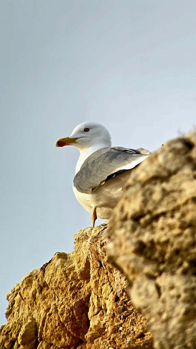 Yellow-legged Gull - ML646544165