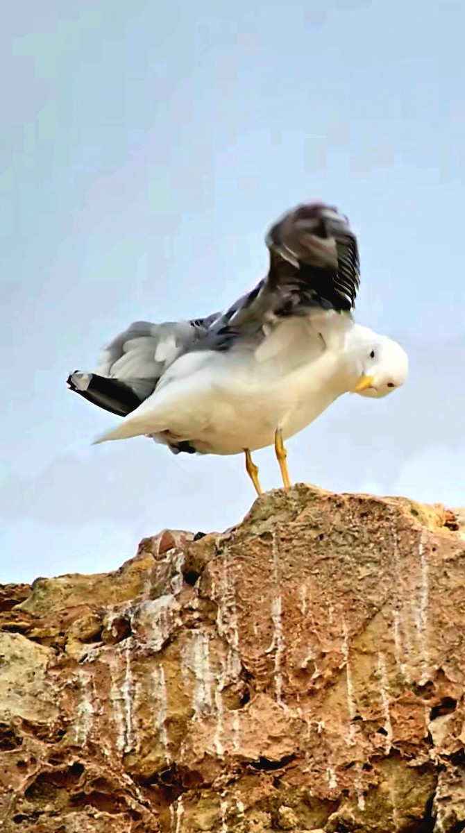 Yellow-legged Gull - ML646544166