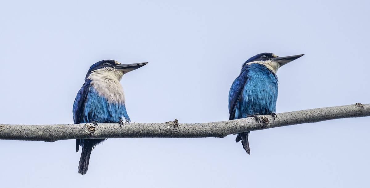 Lazuli Yalıçapkını - ML646544167