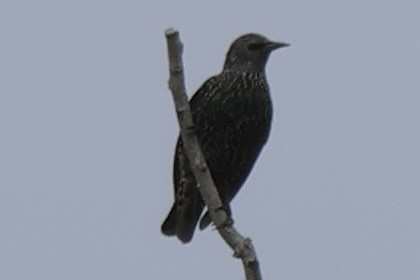 European Starling - ML646544169