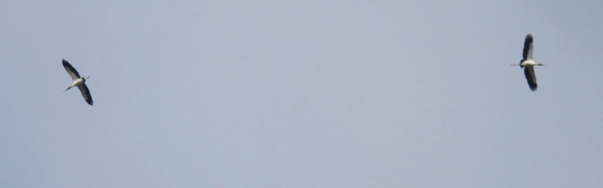 Waldstorch - ML646544173