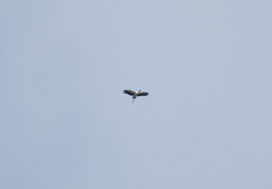 Waldstorch - ML646544174