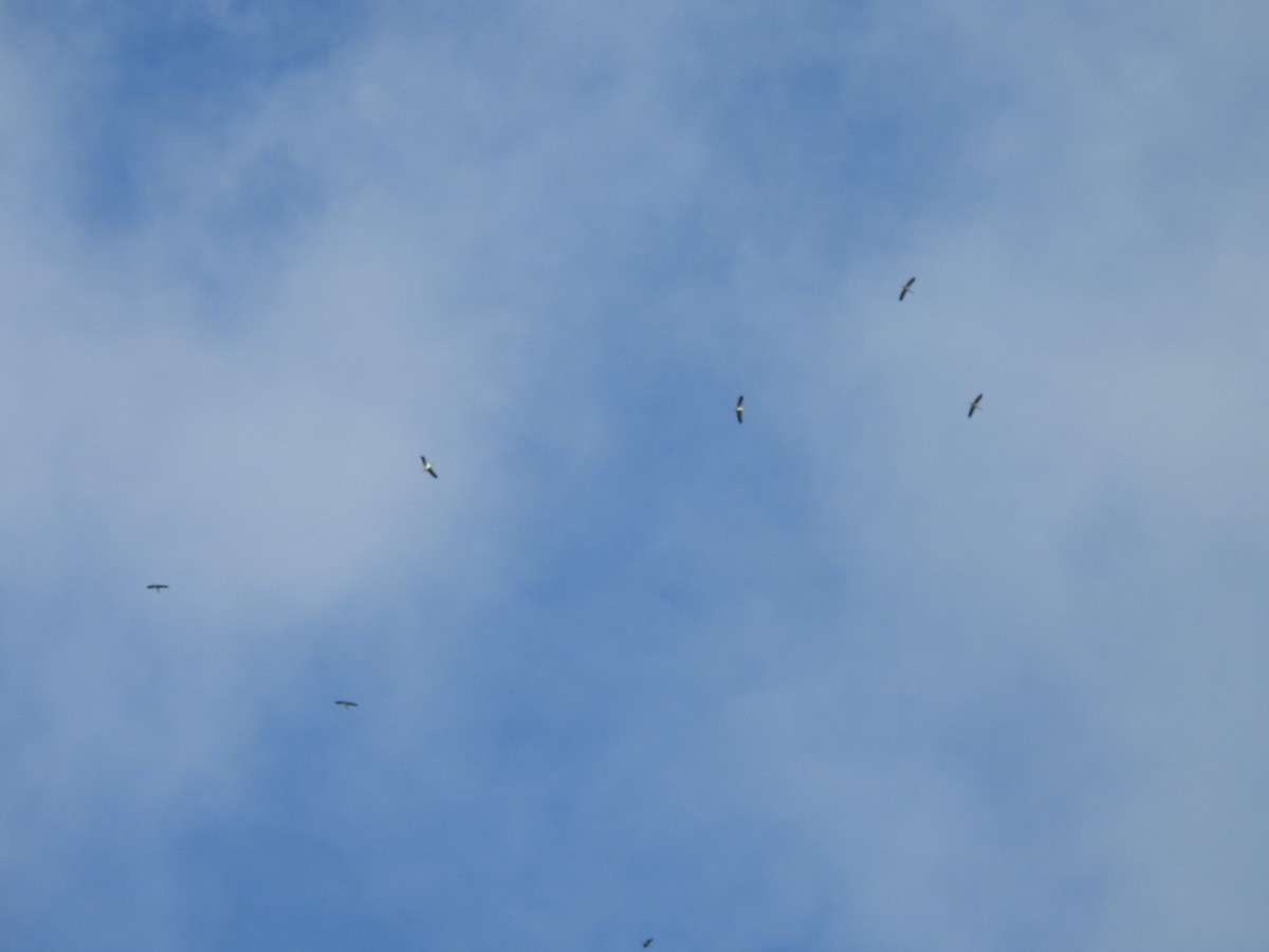 Waldstorch - ML646544175