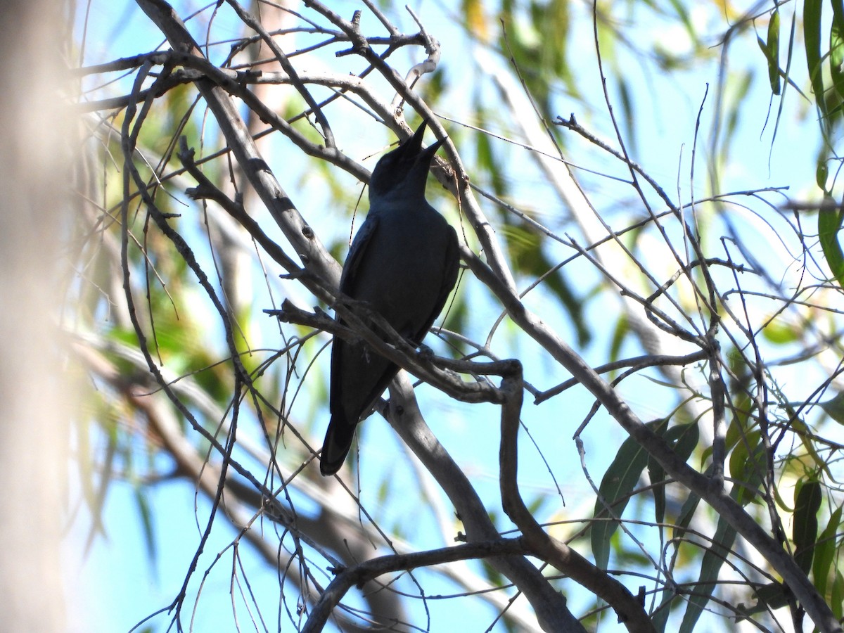 Sahul Cicadabird - ML646544176