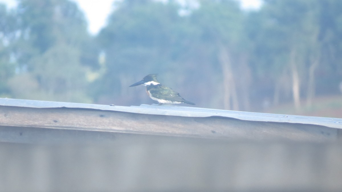 Amazon Kingfisher - ML646544177