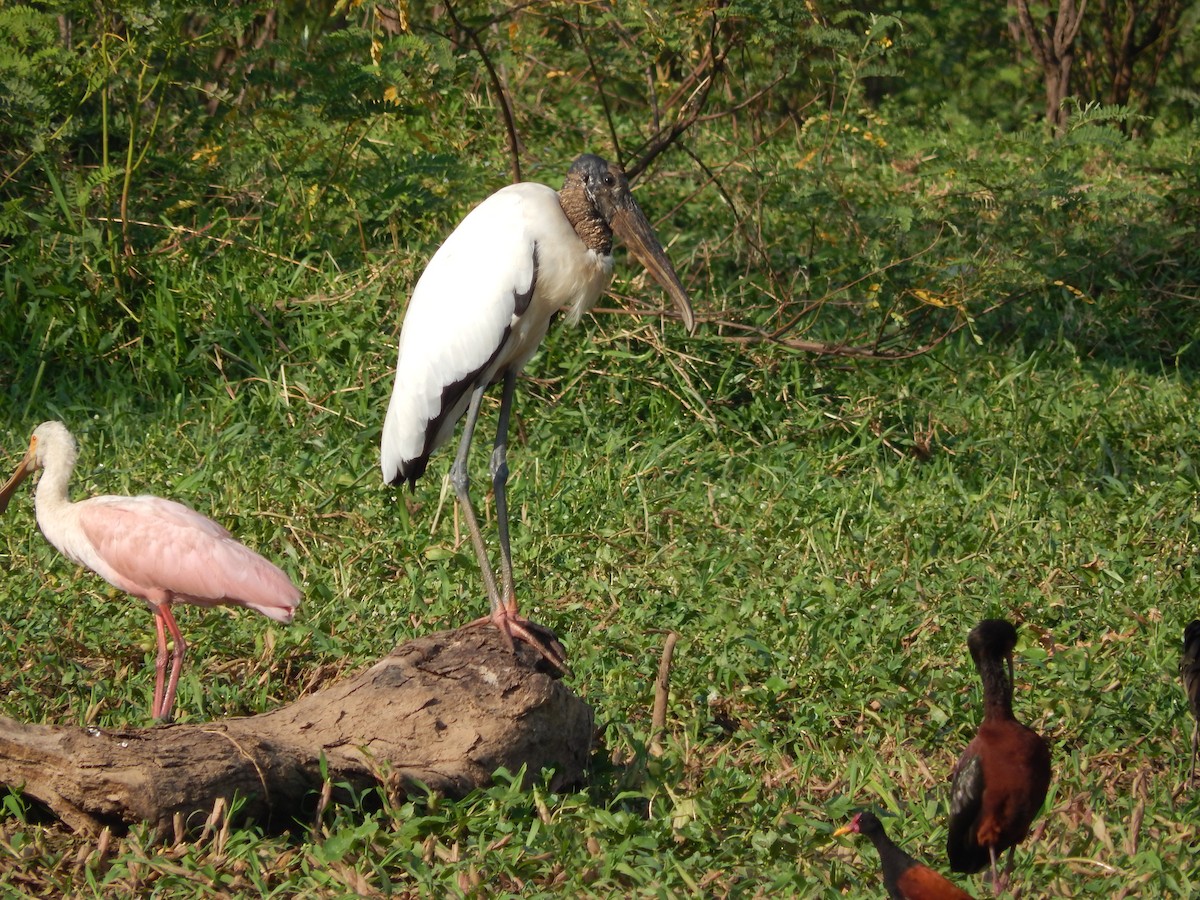 Waldstorch - ML646544178