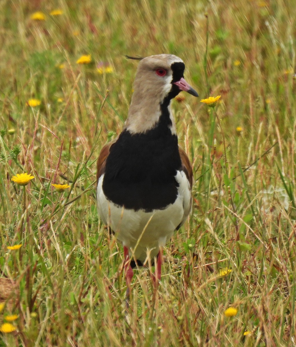 Bronzekiebitz - ML646544180