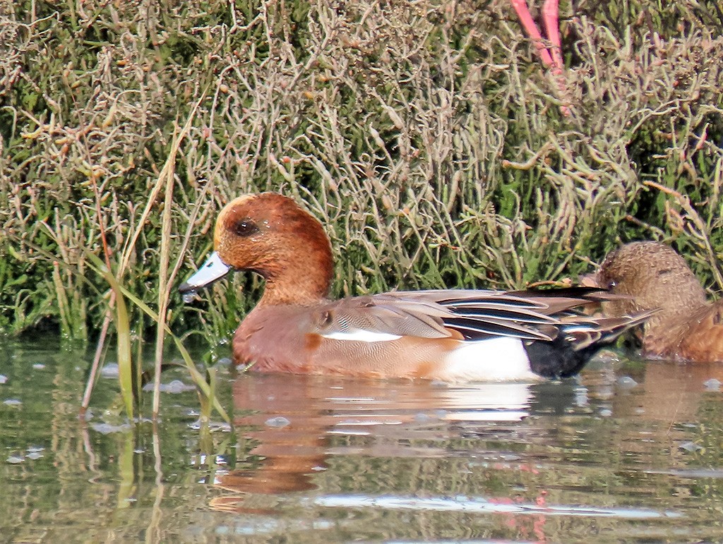 Eurasian Wigeon - ML646544182
