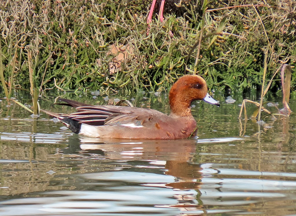 Eurasian Wigeon - ML646544183