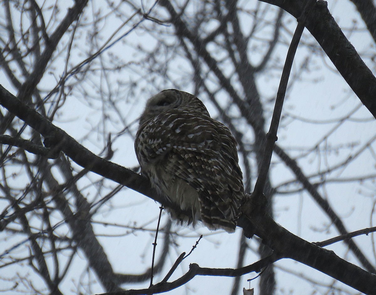Barred Owl - ML646544184