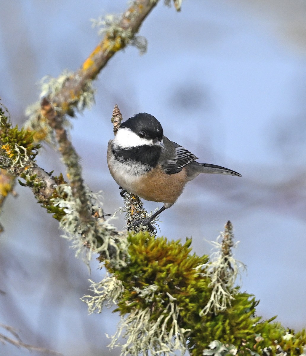 Черношапочная гаичка - ML646544186