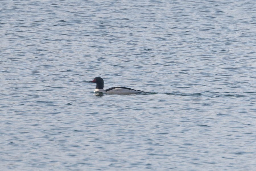 Common Merganser - ML646544188