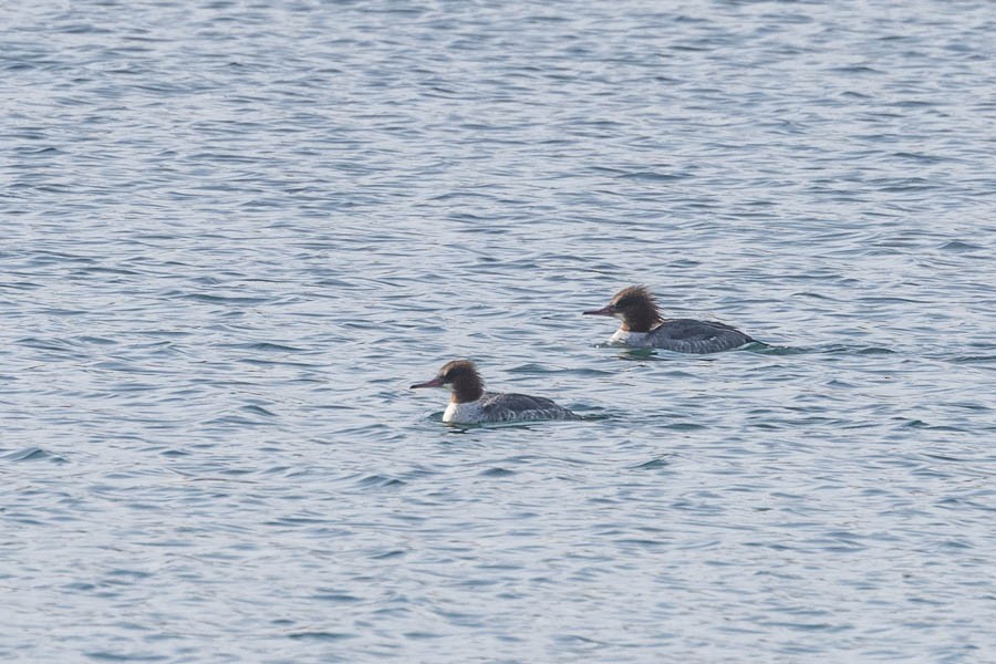 Common Merganser - ML646544189