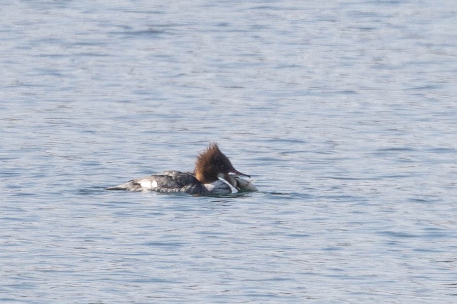 Common Merganser - ML646544190