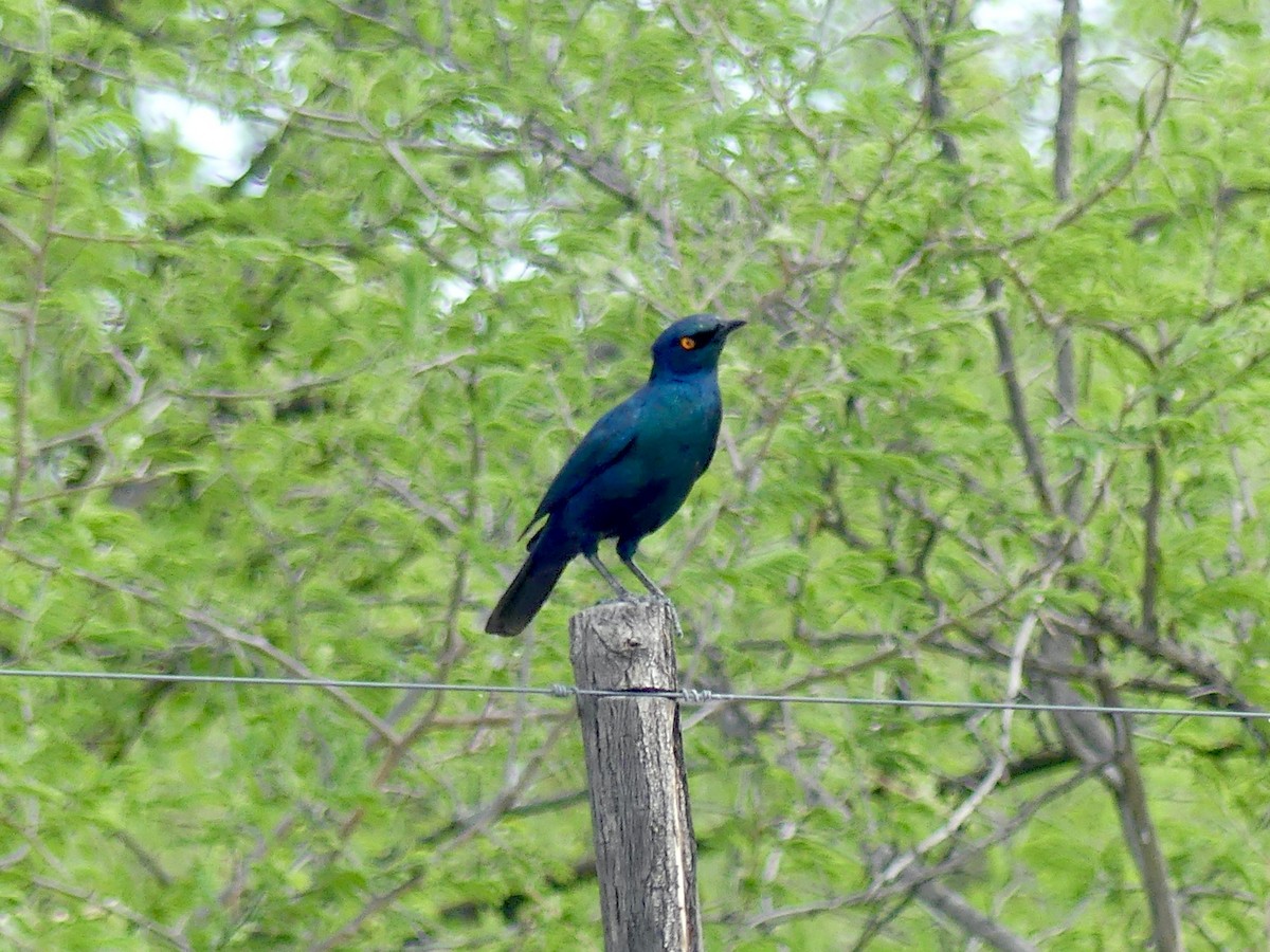 Капский спрео - ML646544191