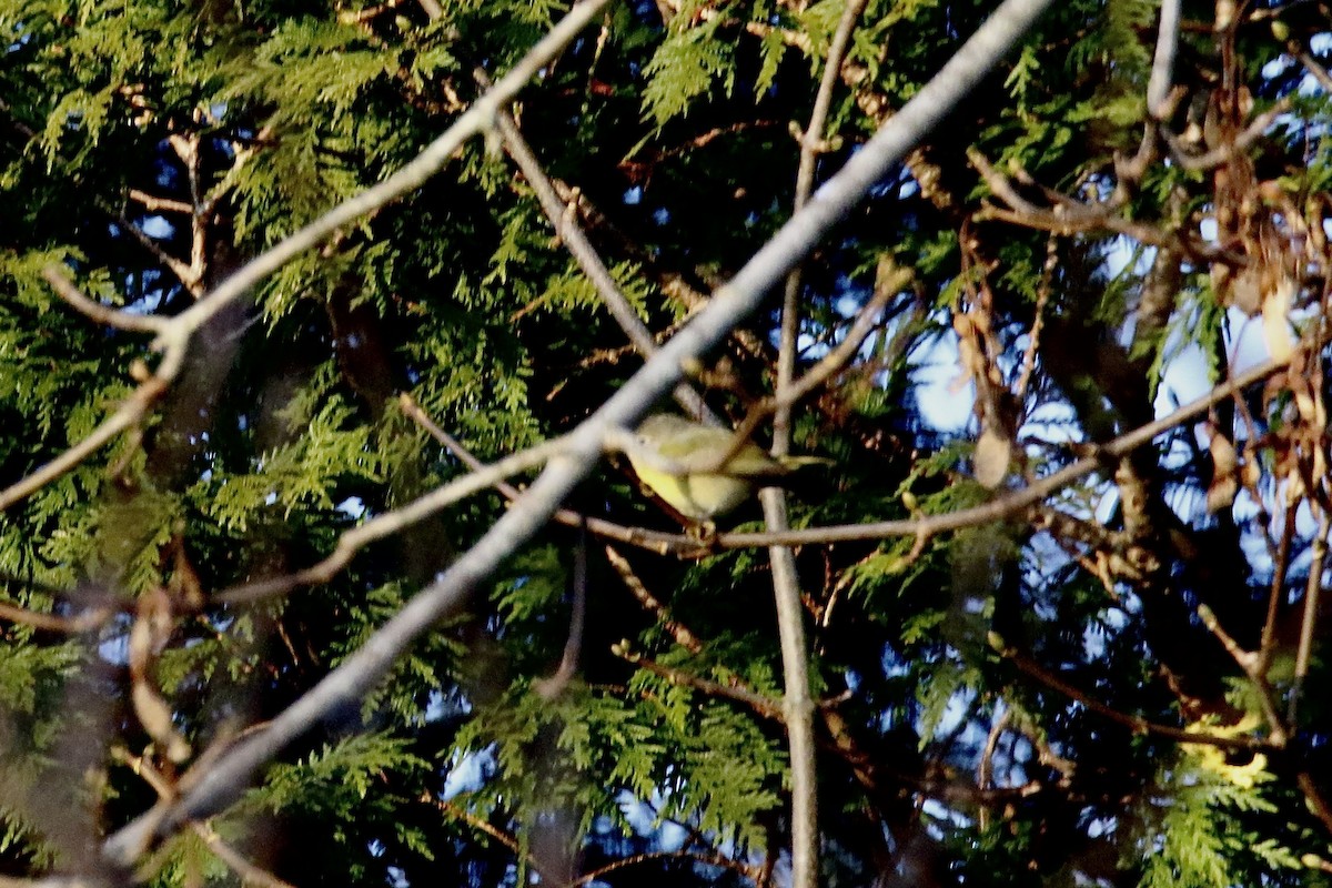 Nashville Warbler - ML646544192