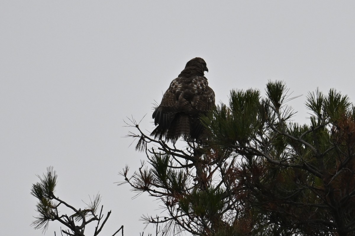 Red-tailed Hawk - ML646544194