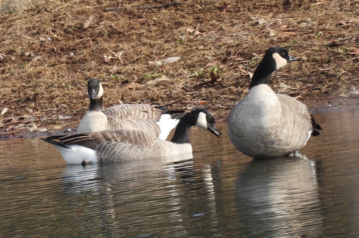 Cackling Goose - ML646544195
