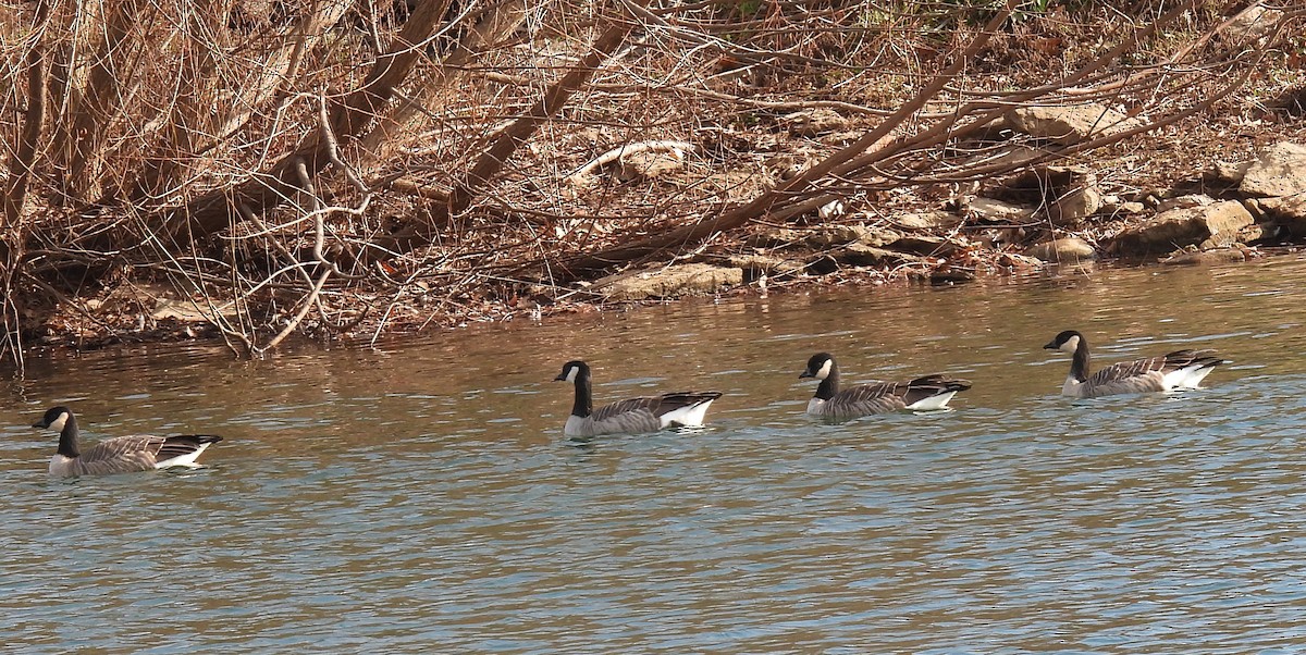 Cackling Goose - ML646544196