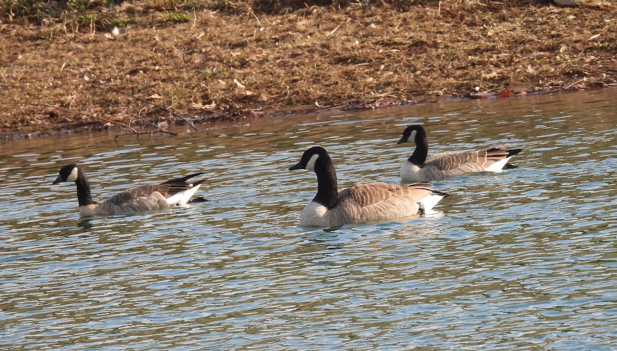 Cackling Goose - ML646544197