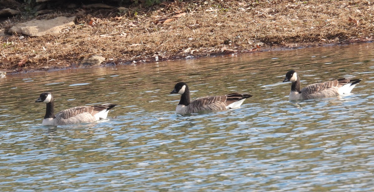 Cackling Goose - ML646544198