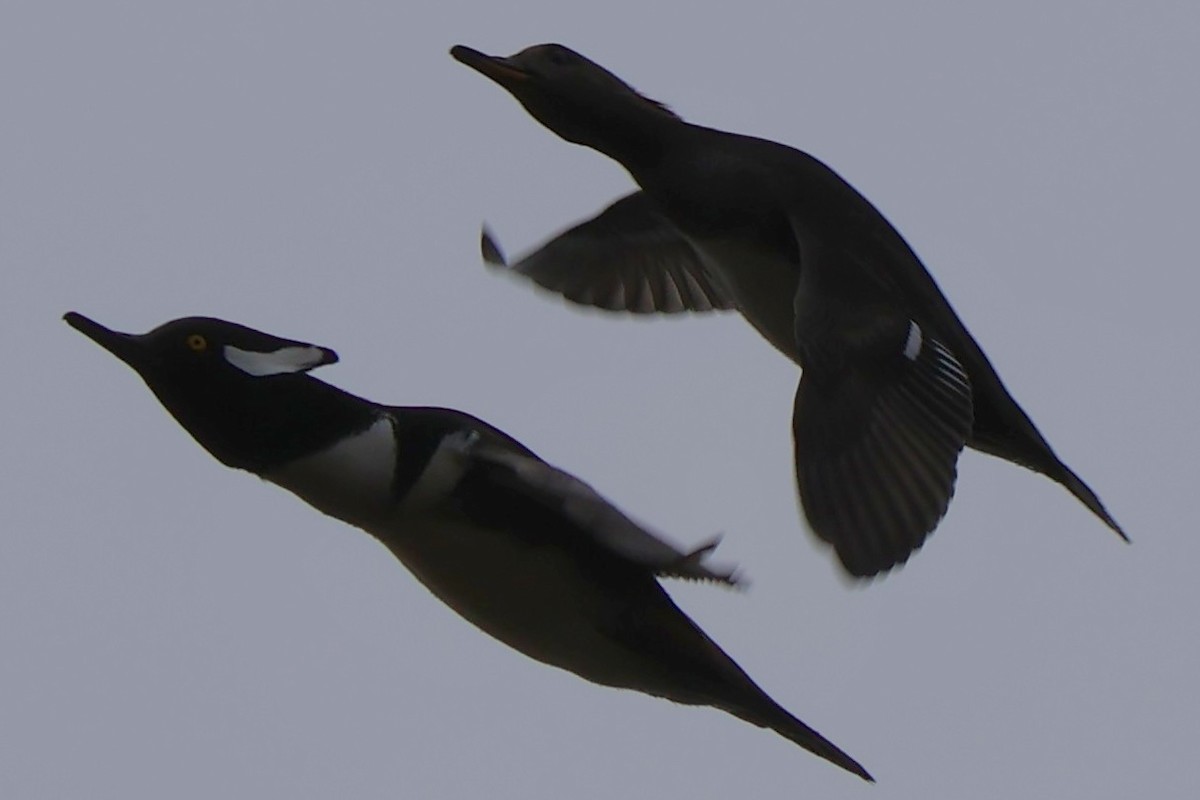Hooded Merganser - ML646544199