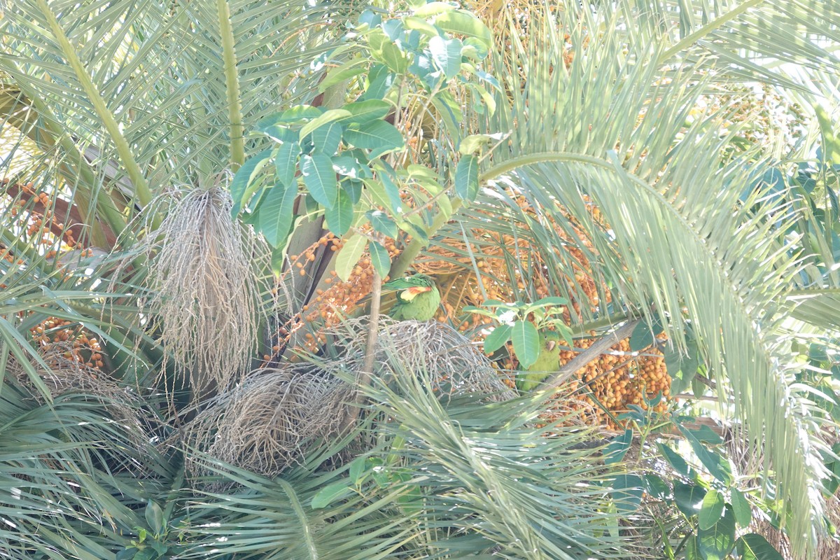 White-eyed Parakeet - ML646544200