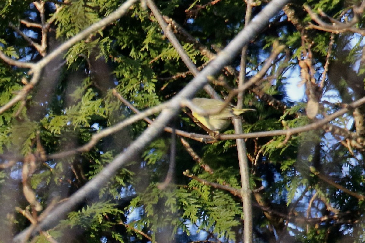 Nashville Warbler - ML646544202