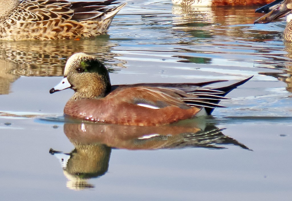 American Wigeon - ML646544203