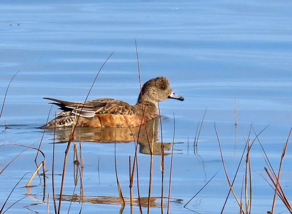 American Wigeon - ML646544205