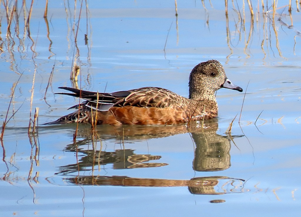American Wigeon - ML646544206