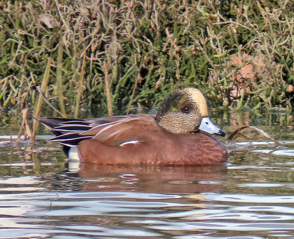 American Wigeon - ML646544207