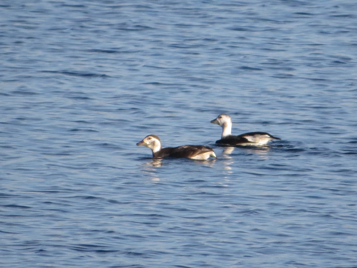 Long-tailed Duck - ML646544209