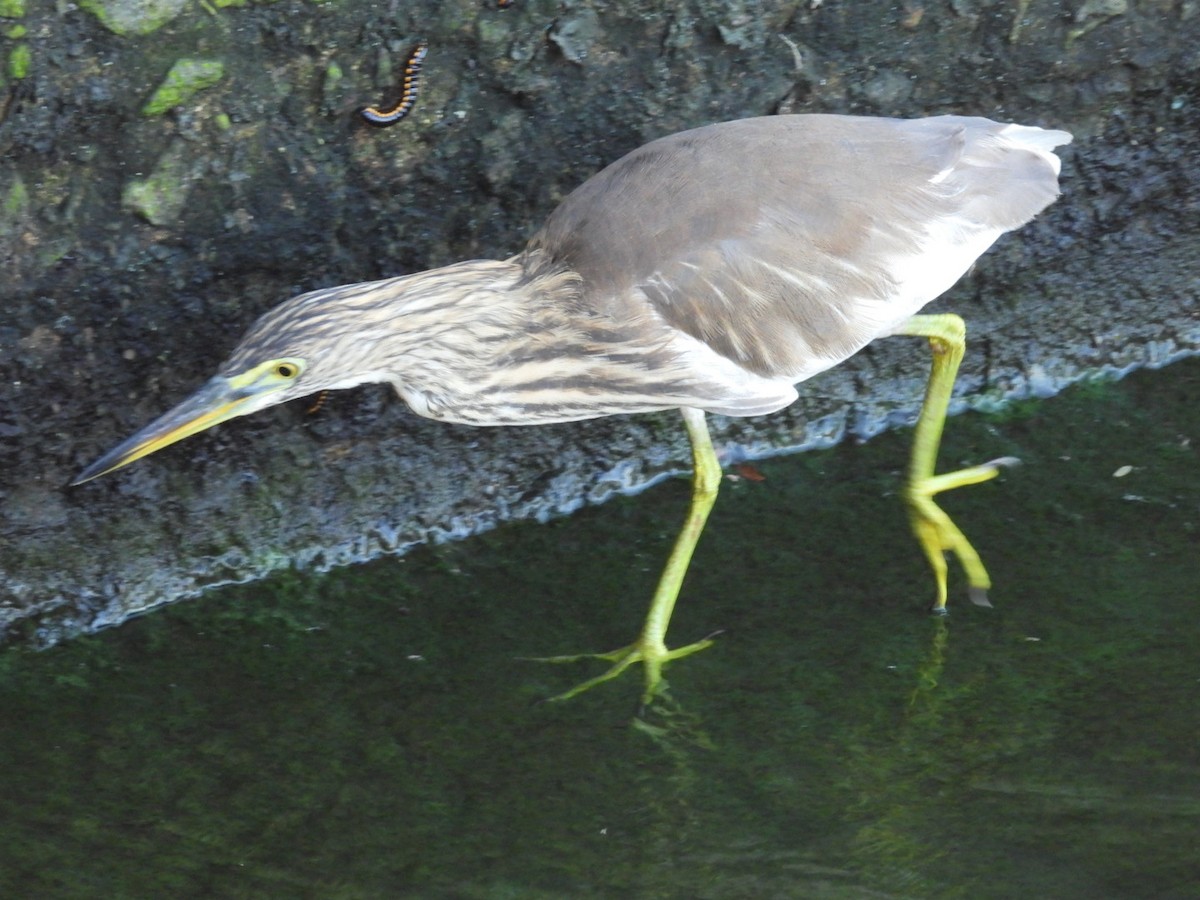 Индийская прудовая цапля - ML646544211