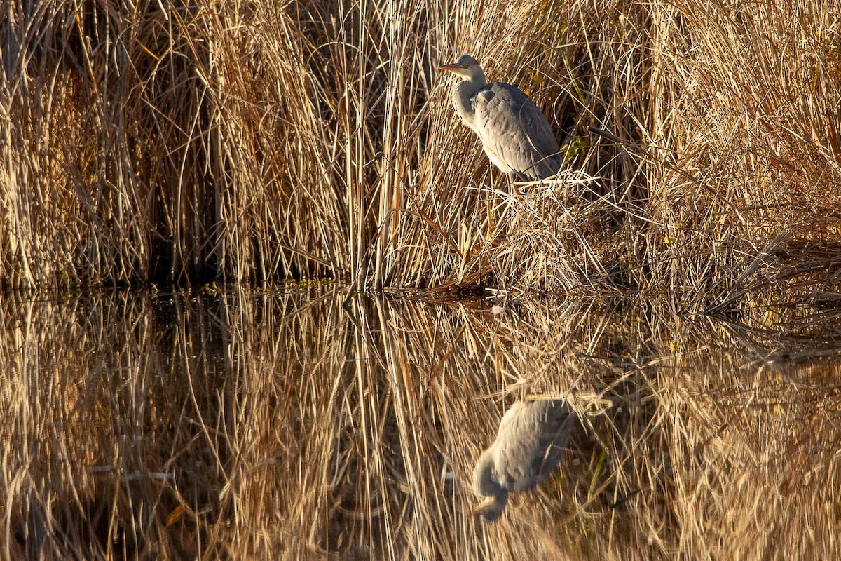 Gray Heron - ML646544217