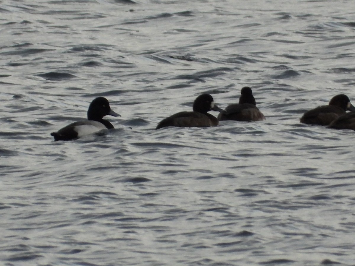 Greater Scaup - ML646544219
