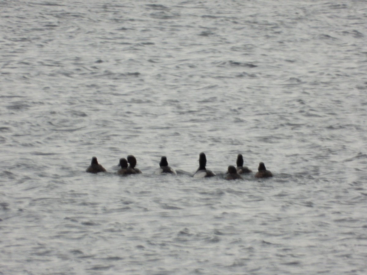 Greater Scaup - ML646544220