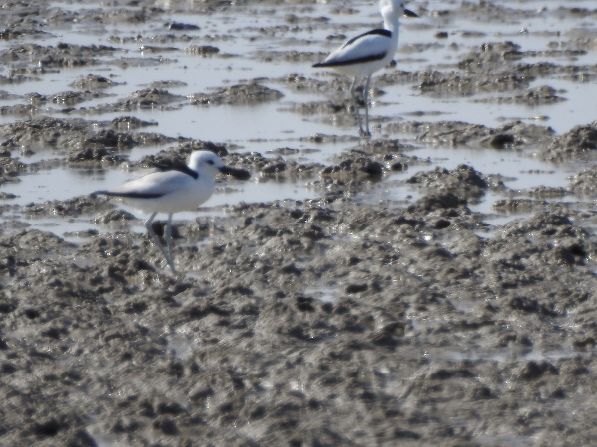 Crab-Plover - ML646544224