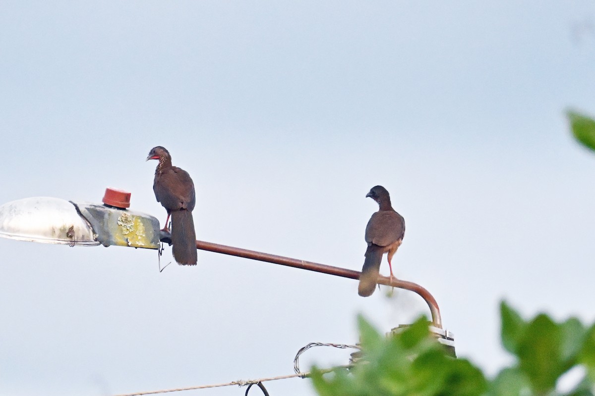 Speckled Chachalaca - ML646544225